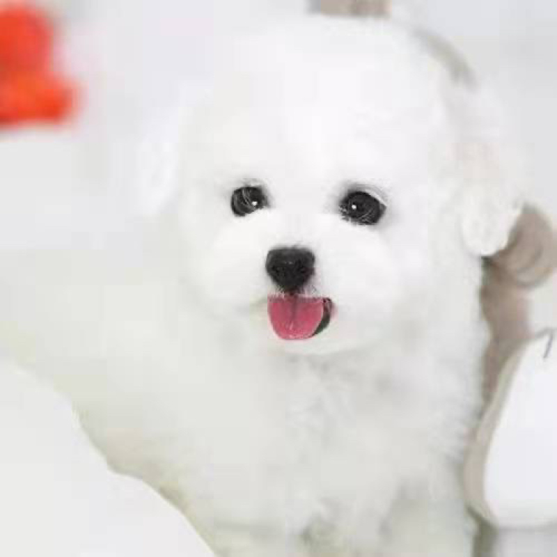 纯种比熊犬活体幼犬宠物狗狗活体比熊体茶杯犬活体长不大