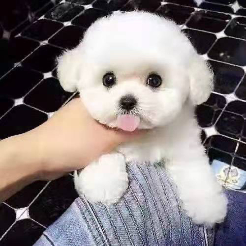 纯种比熊犬活体幼犬宠物狗狗活体比熊体茶杯犬活体长不大
