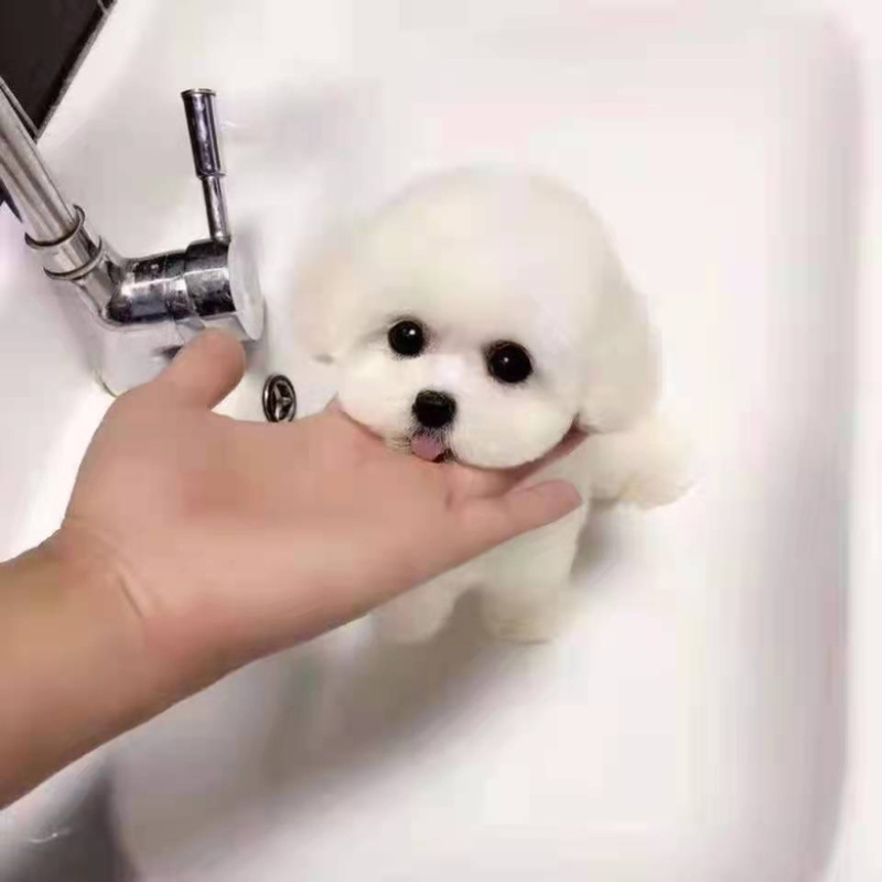 纯种比熊犬活体幼犬宠物狗狗活体比熊体茶杯犬活体长不大