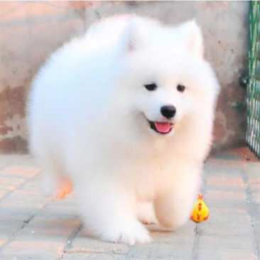纯种萨摩耶活体幼犬狗宠物狗熊版爆毛狗微笑天使雪撬犬