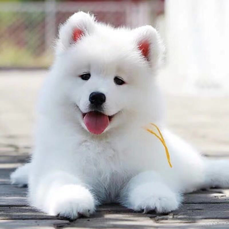 纯种萨摩耶活体幼犬狗宠物狗熊版爆毛狗微笑天使雪撬犬