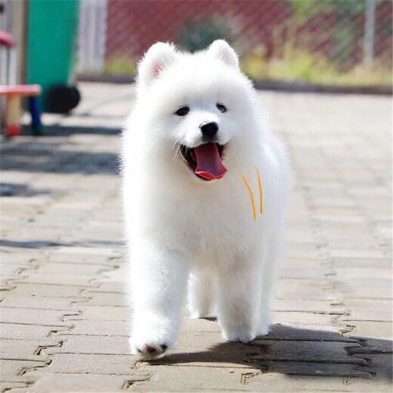 纯种萨摩耶活体幼犬狗宠物狗熊版爆毛狗微笑天使雪撬犬