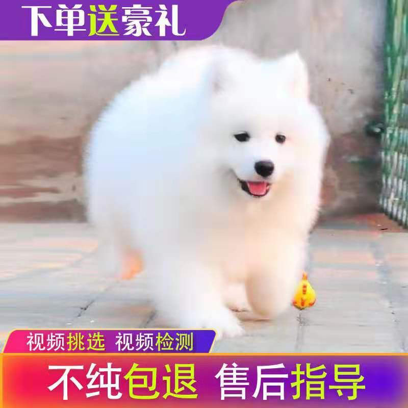 纯种萨摩耶活体幼犬狗宠物狗熊版爆毛狗微笑天使雪撬犬