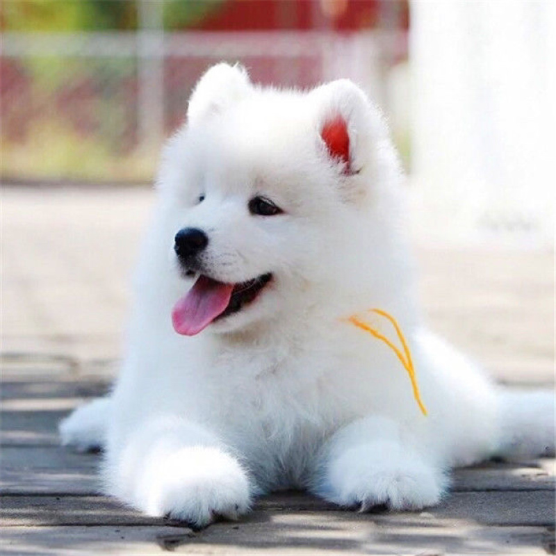 纯种萨摩耶活体幼犬狗宠物狗熊版爆毛狗微笑天使雪撬犬