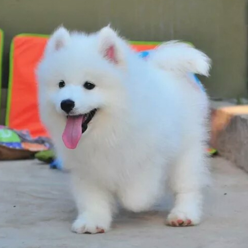 纯种萨摩耶活体幼犬狗宠物狗熊版爆毛狗微笑天使雪撬犬