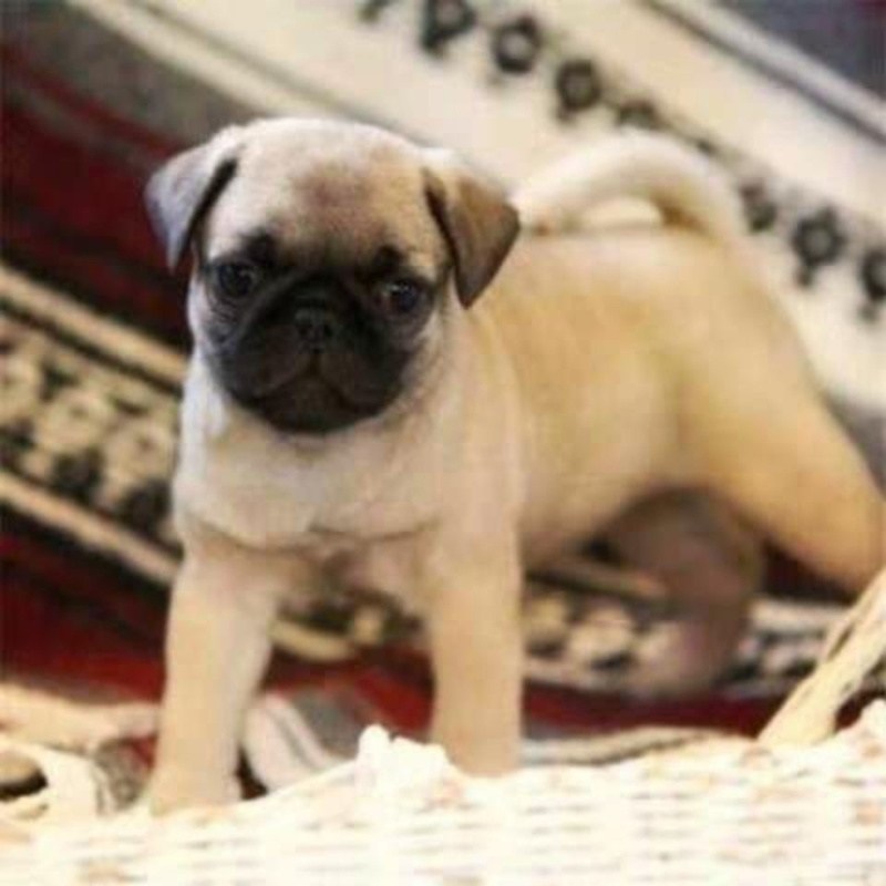 巴哥犬活体幼犬纯种犬巴哥家养短腿巴哥犬宠物狗狗活体