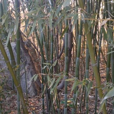 大量出售竹子