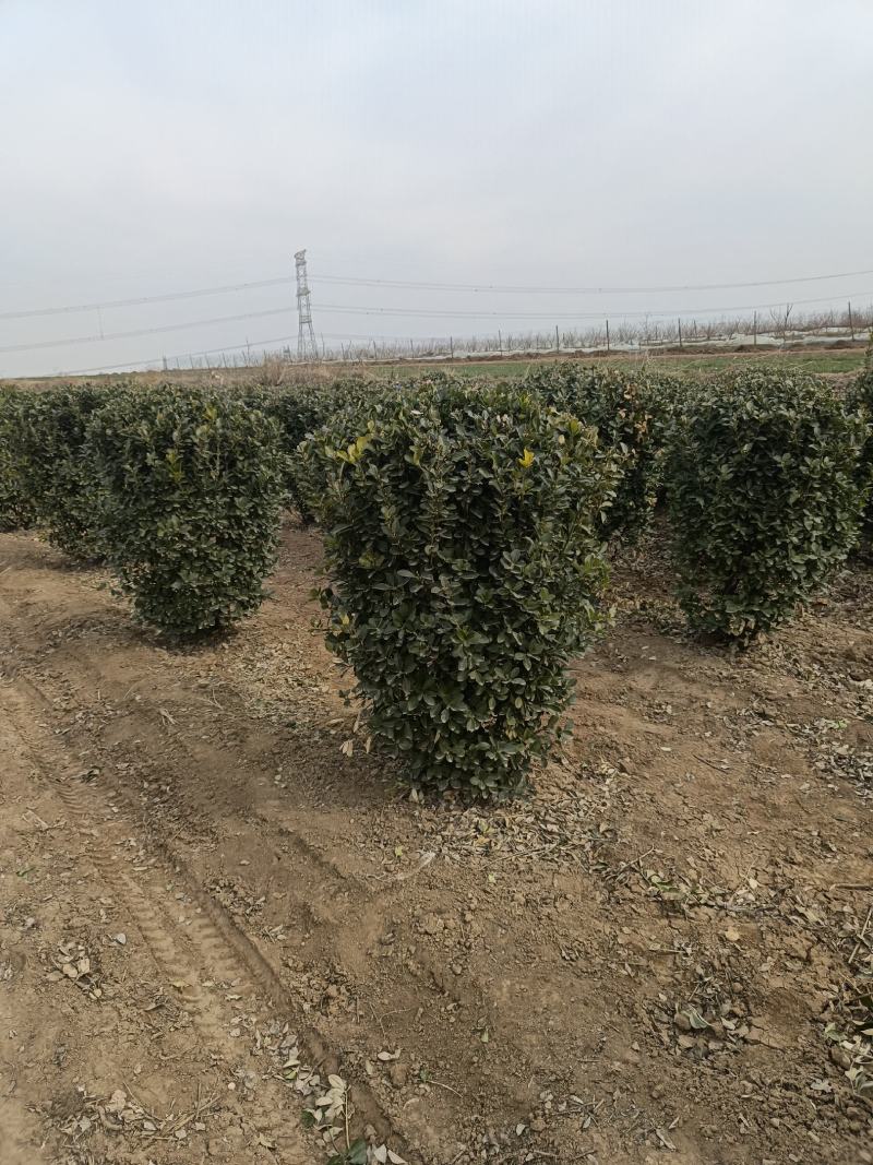 【推荐】大叶黄杨规格齐全各种形象工程专业品种