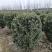 【推荐】大叶黄杨规格齐全各种形象工程专业品种