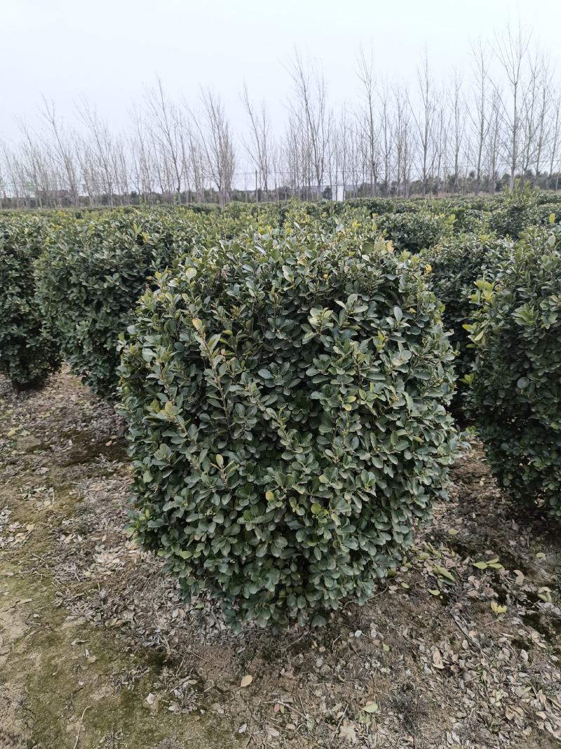 【推荐】大叶黄杨规格齐全各种形象工程专业品种
