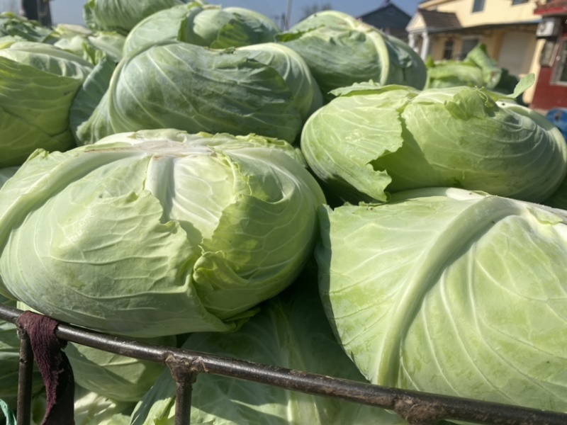 湖北当阳平包菜京丰包菜奥奇娜铁包基地直供