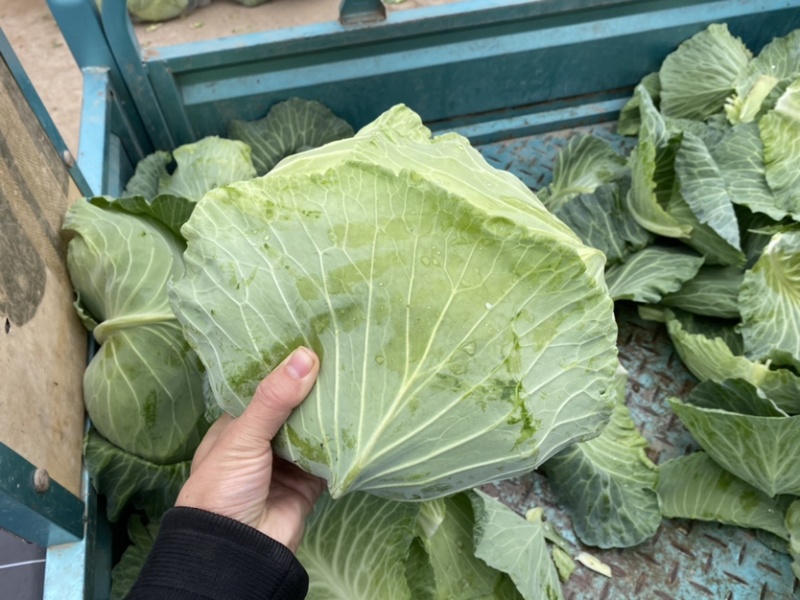 湖北当阳平包菜京丰包菜奥奇娜铁包基地直供