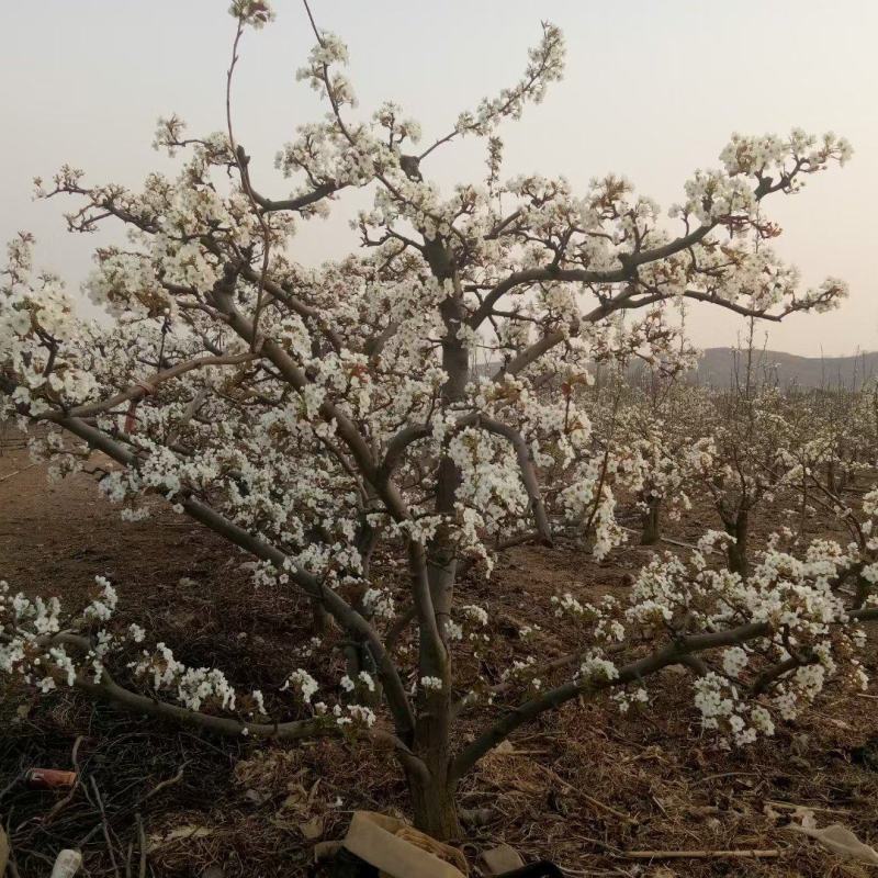 大基地高纯度秋月梨苗供应