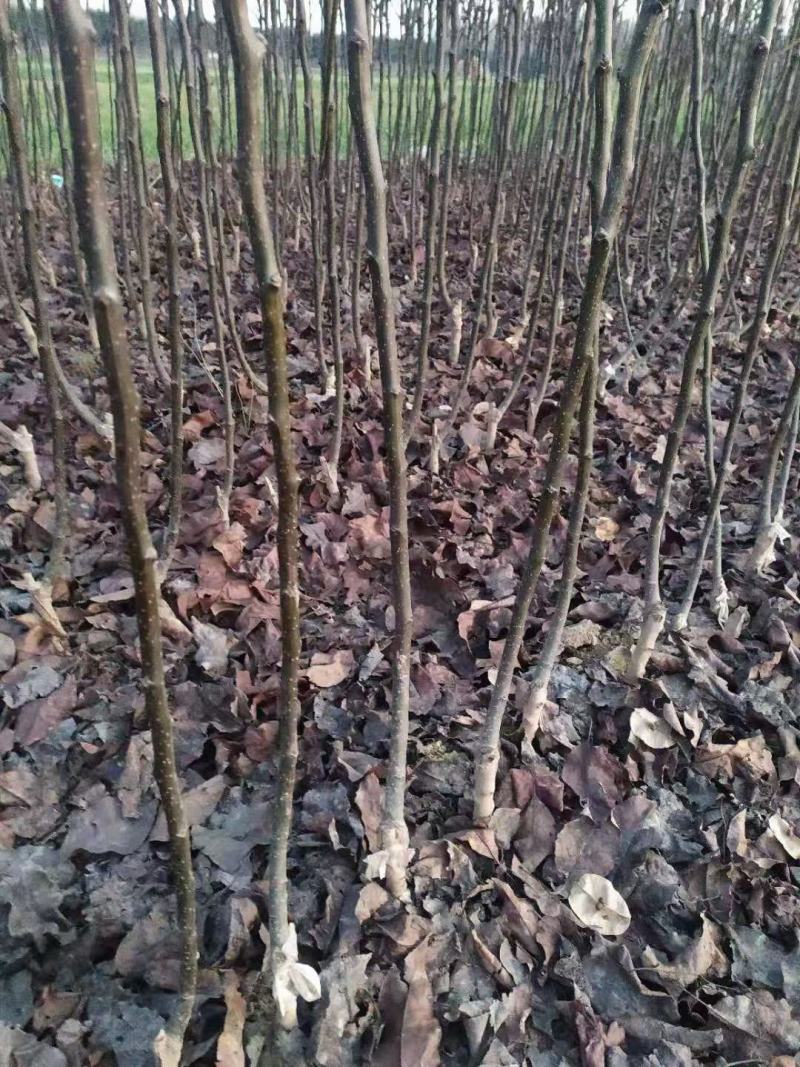 大基地高纯度秋月梨苗供应