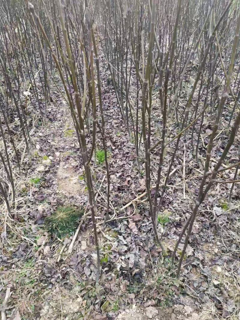 大基地高纯度秋月梨苗供应
