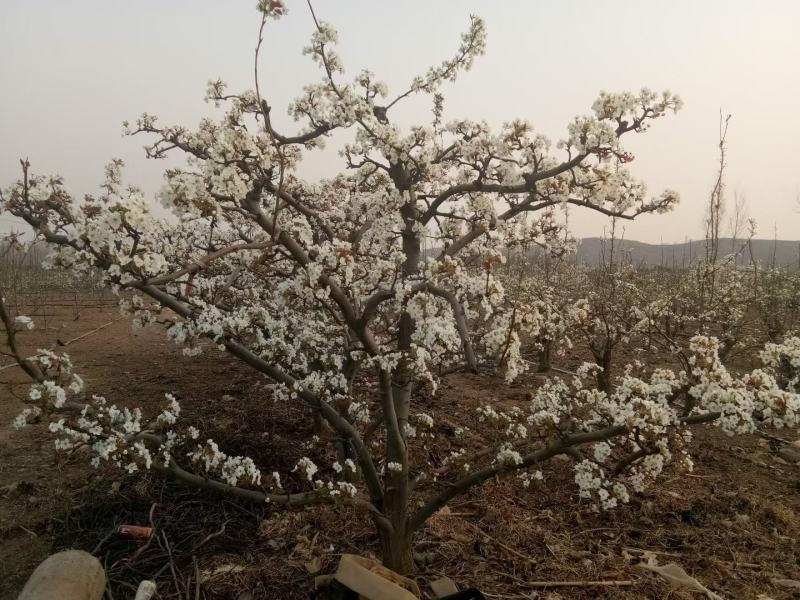 大基地高纯度秋月梨苗供应