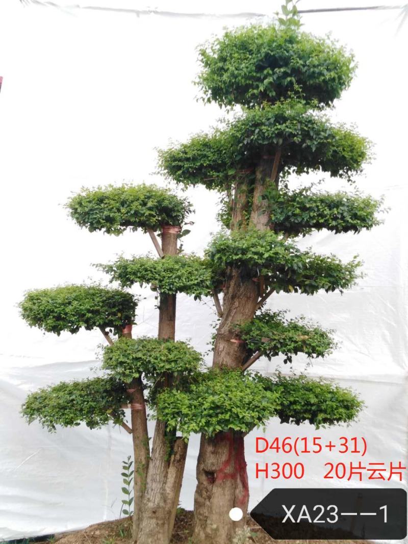 造型树