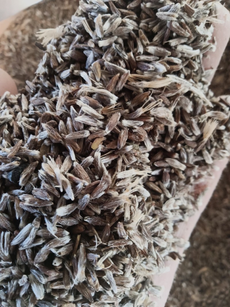 条形朱砂点北苍术种子