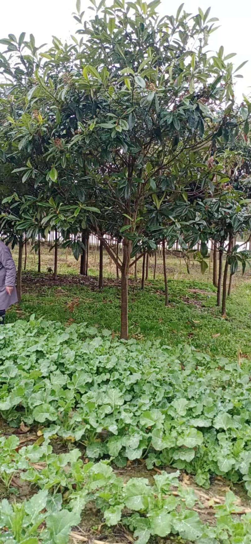 枇杷树，一手货源，无中间商，量大从优，农户一手货源