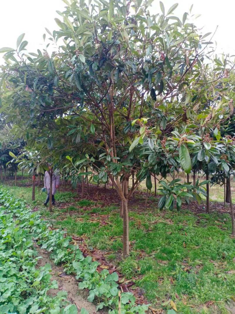 枇杷树，一手货源，无中间商，量大从优，农户一手货源