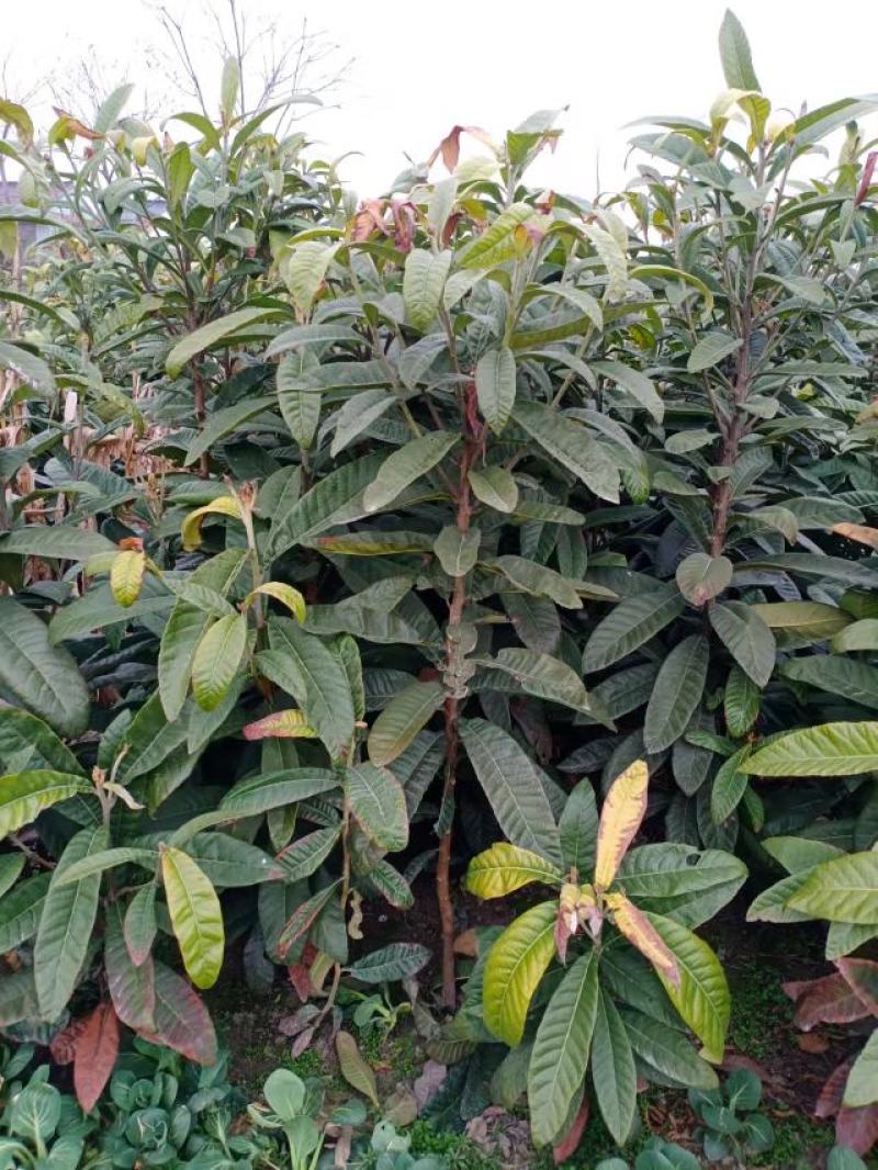 枇杷树，一手货源，无中间商，量大从优，农户一手货源