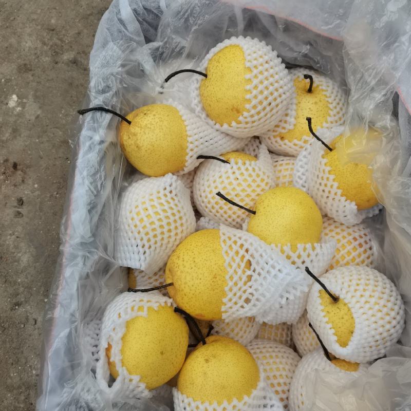 山西雪花梨5-6毛，价格真实，质量好，价格便宜，货源充足