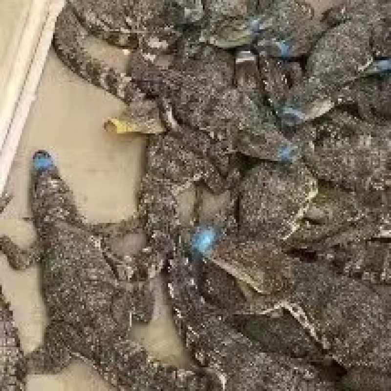 基地直发鳄鱼肉，一手货源，品质保证，欢迎合作