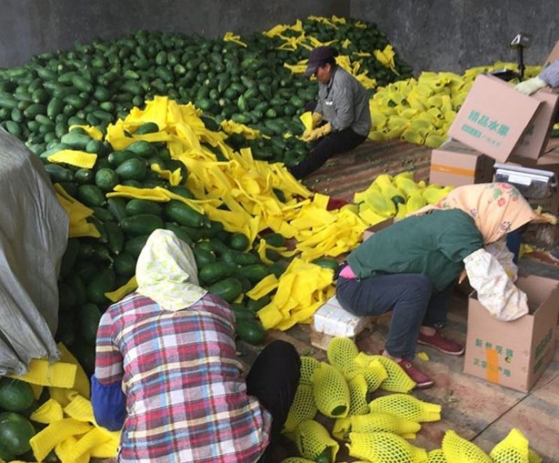 产地直销大量供应，红心牛奶木瓜，果肉软糯，汁水满溢