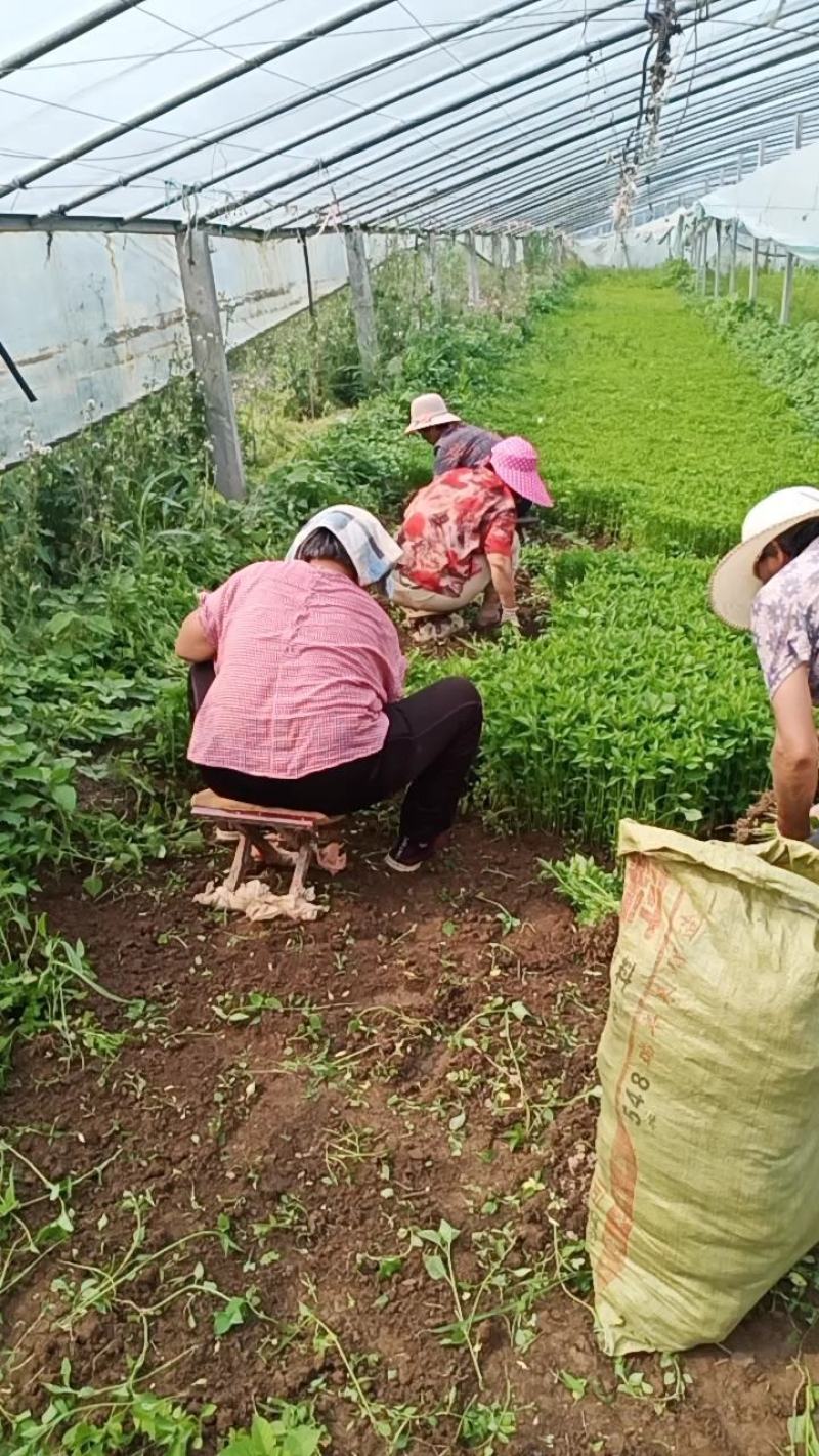 朝天椒辣椒苗一次性干摘辣椒苗高产抗病毒抗虫害