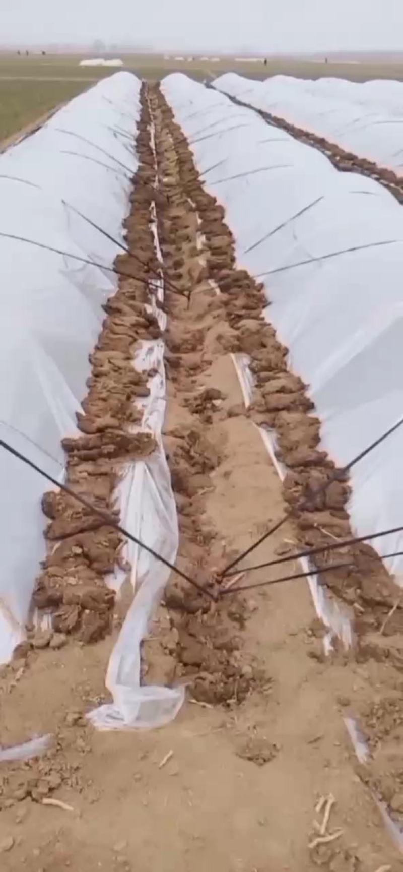 辣椒苗一次性采收高辣天宇辣椒苗高产抗病早熟
