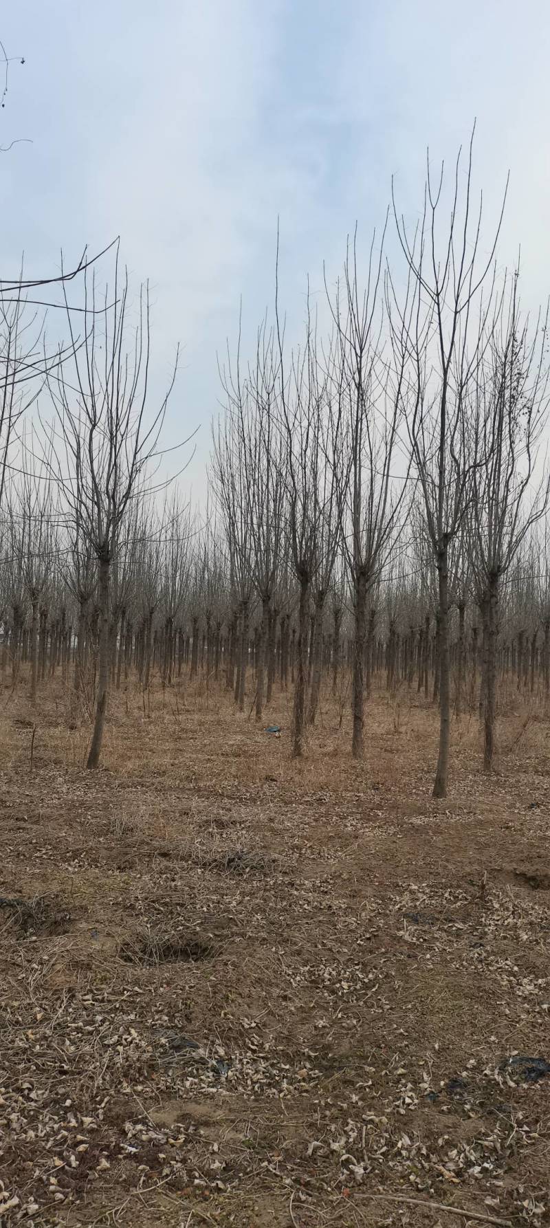 大量出售2～15公分白蜡，货源充足，指数挖树，质量保证