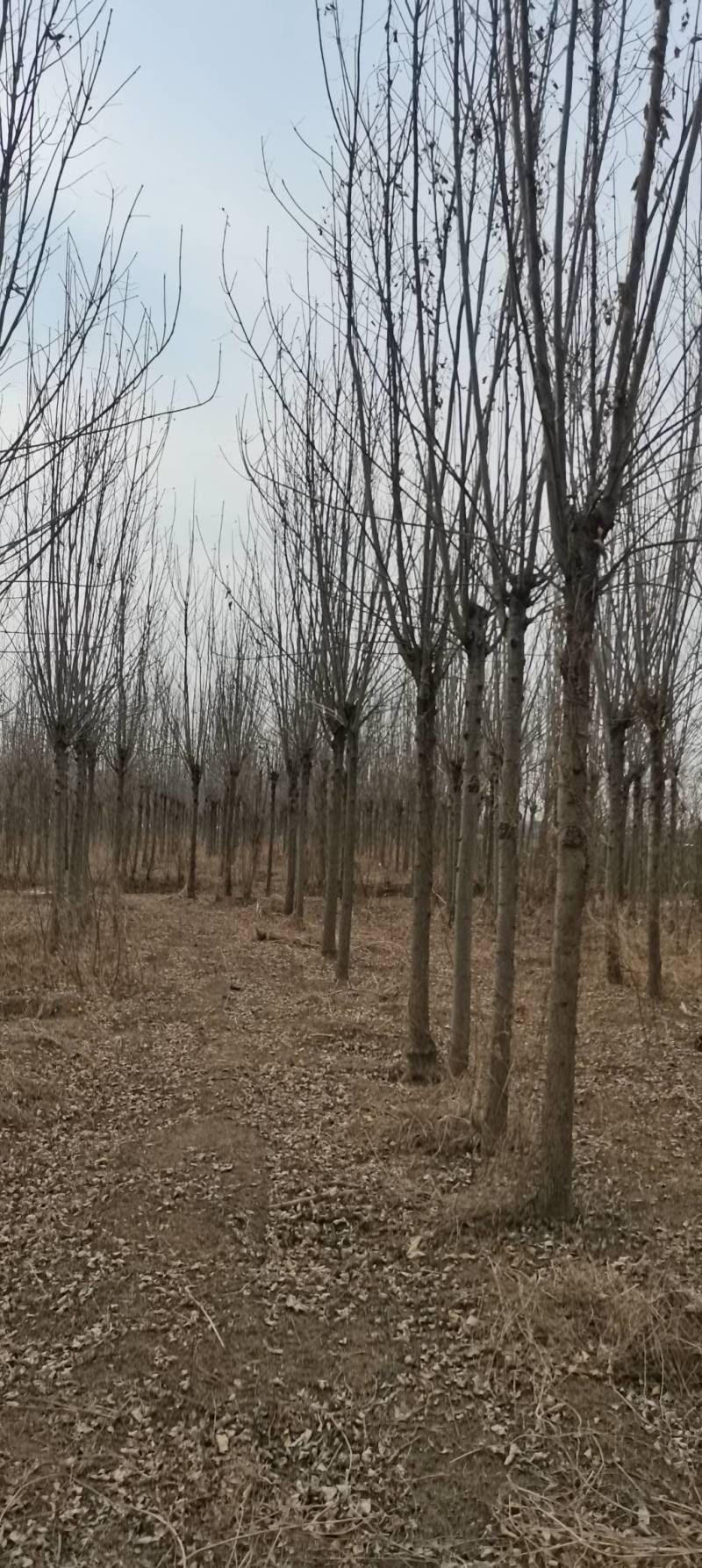 大量出售2～15公分白蜡，货源充足，指数挖树，质量保证