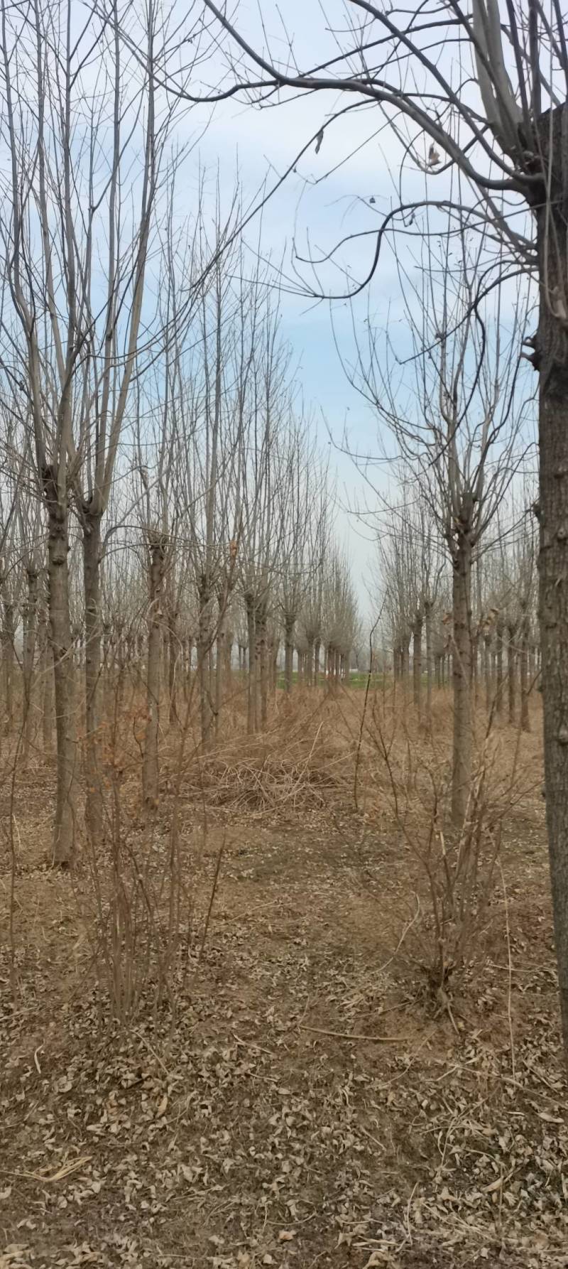 大量出售2～15公分白蜡，货源充足，指数挖树，质量保证