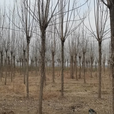 大量出售2～15公分白蜡，货源充足，指数挖树，质量保证