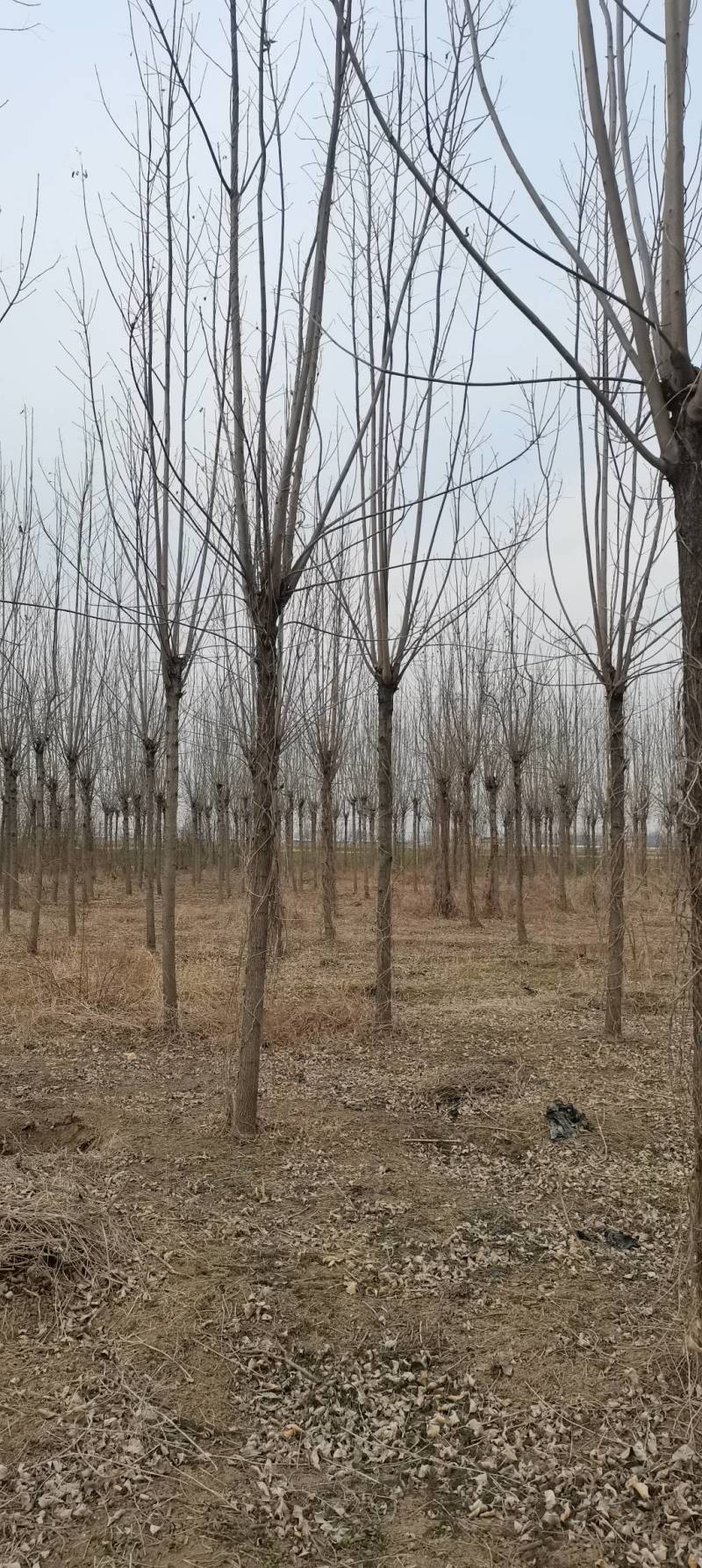 大量出售2～15公分白蜡，货源充足，指数挖树，质量保证