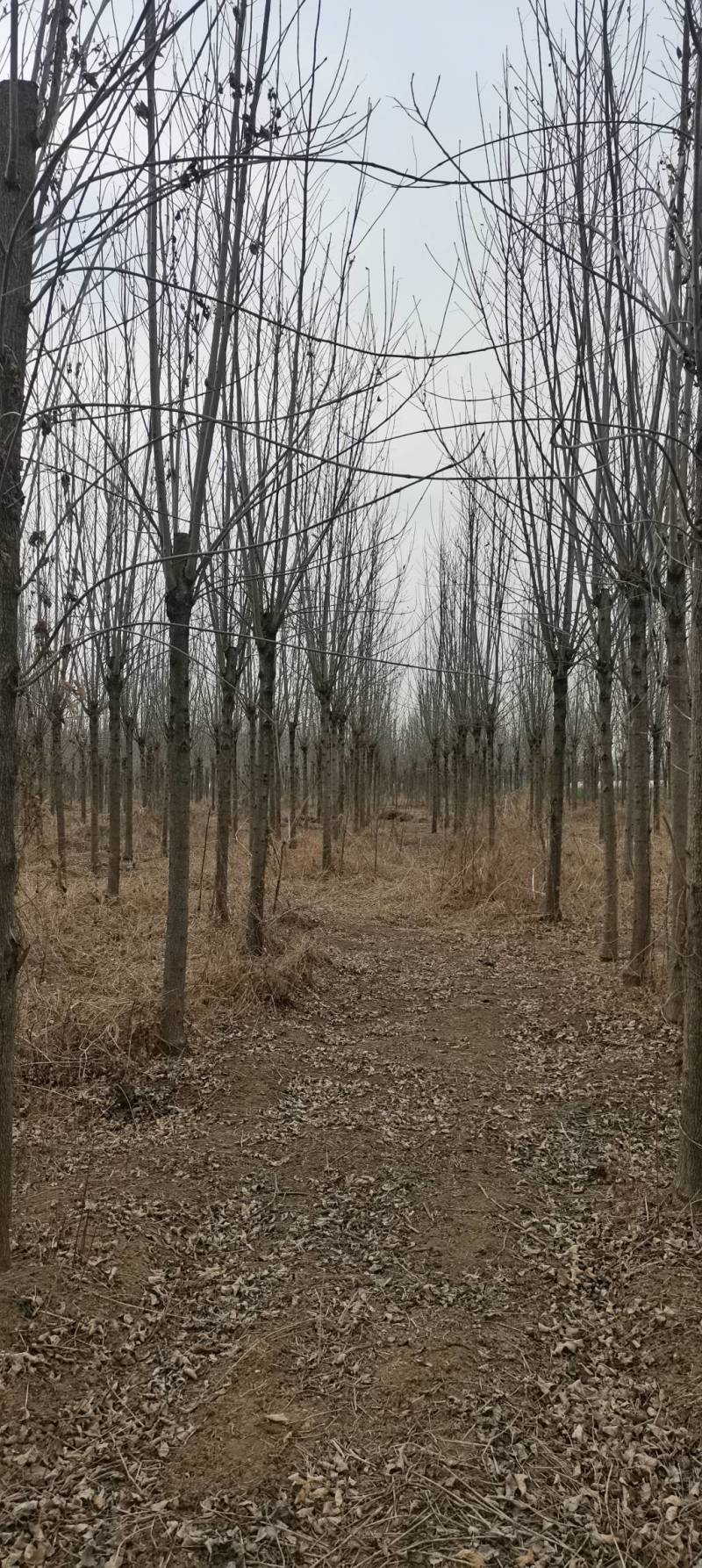 大量出售2～15公分白蜡，货源充足，指数挖树，质量保证