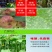 唑醚代森联富美实领润蔬菜黄瓜霜霉病果树炭疽病农药杀菌剂
