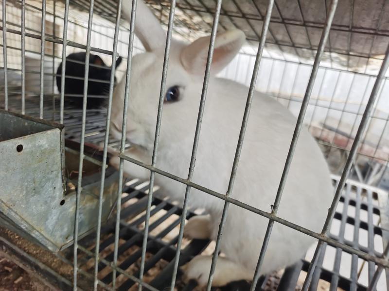 推荐】盐城市大丰区春堂兔业有限公司常年供应商品兔，宠物兔