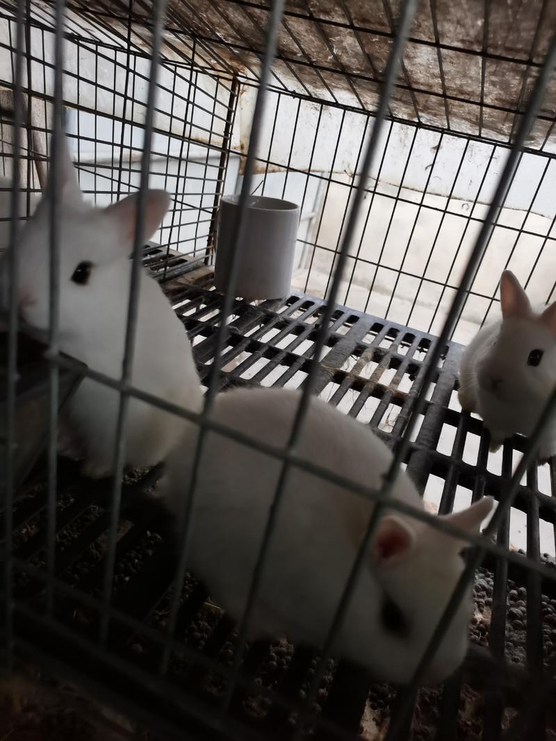 推荐】盐城市大丰区春堂兔业有限公司常年供应商品兔，宠物兔