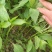 朝天椒一次性采收抗旱抗水淹抗虫害高产早熟