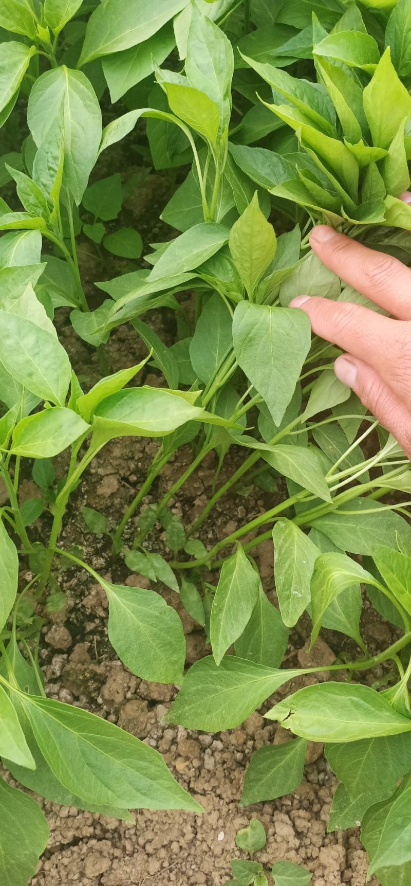 朝天椒一次性采收抗旱抗水淹抗虫害高产早熟