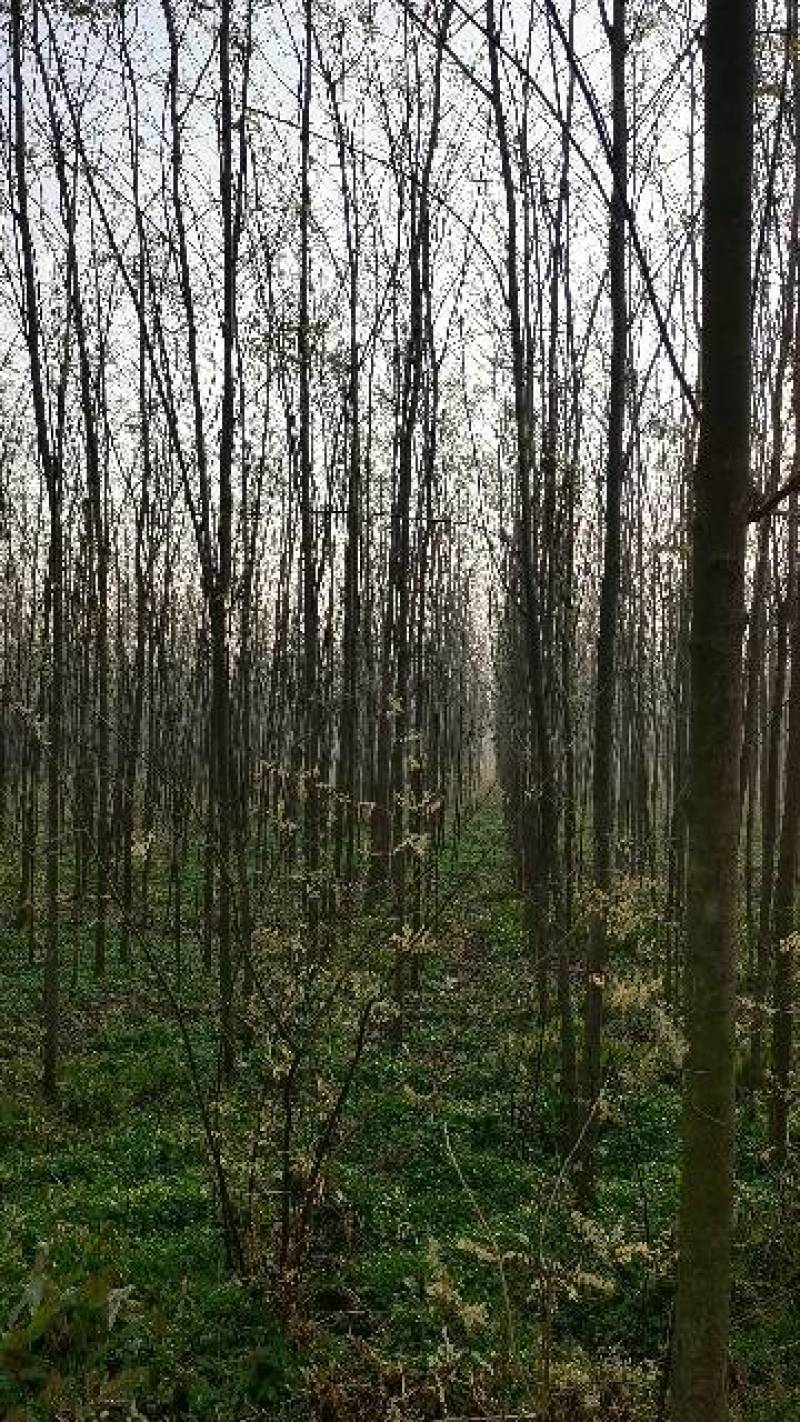 大量出售2～12公分刺槐，根据具体要求具体规格商议价格