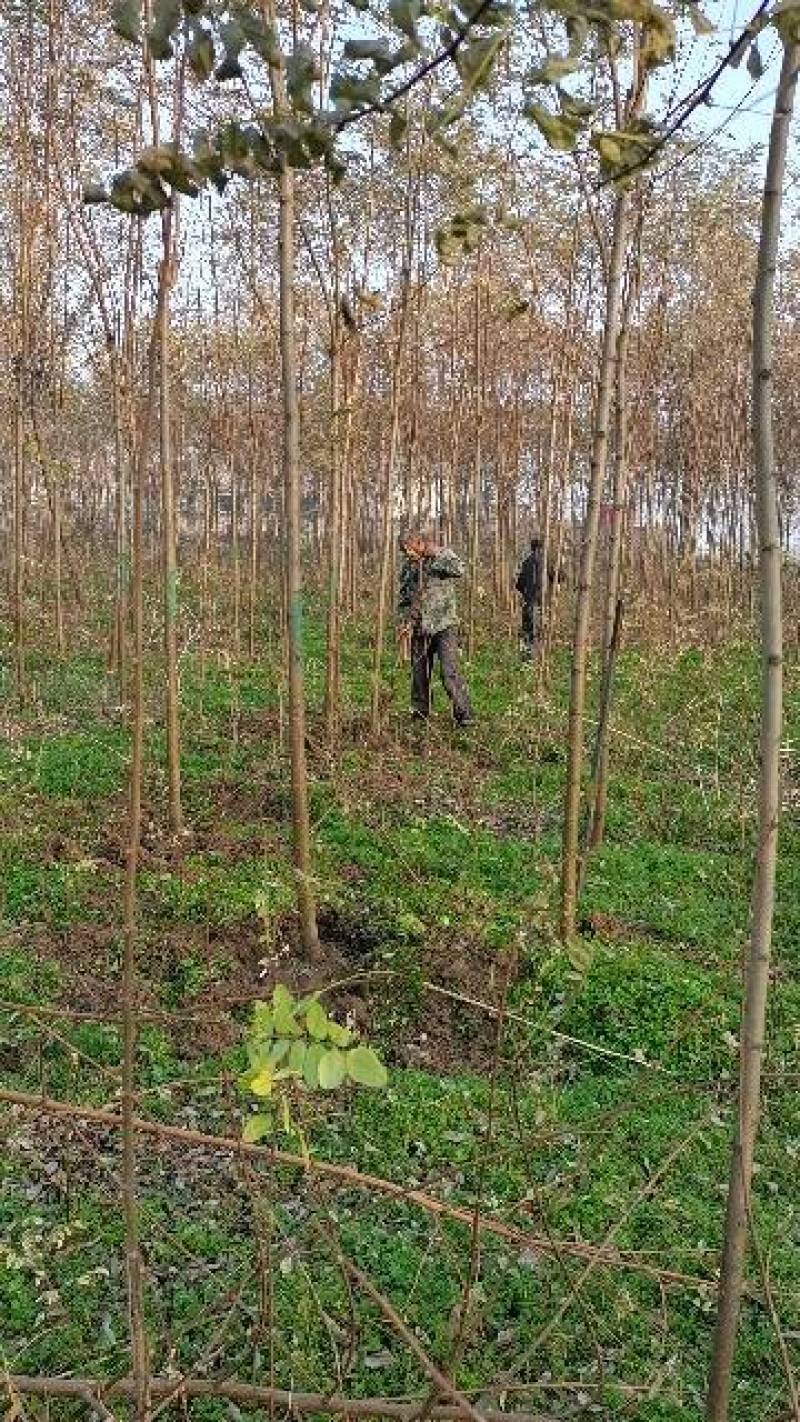 大量出售2～12公分刺槐，根据具体要求具体规格商议价格