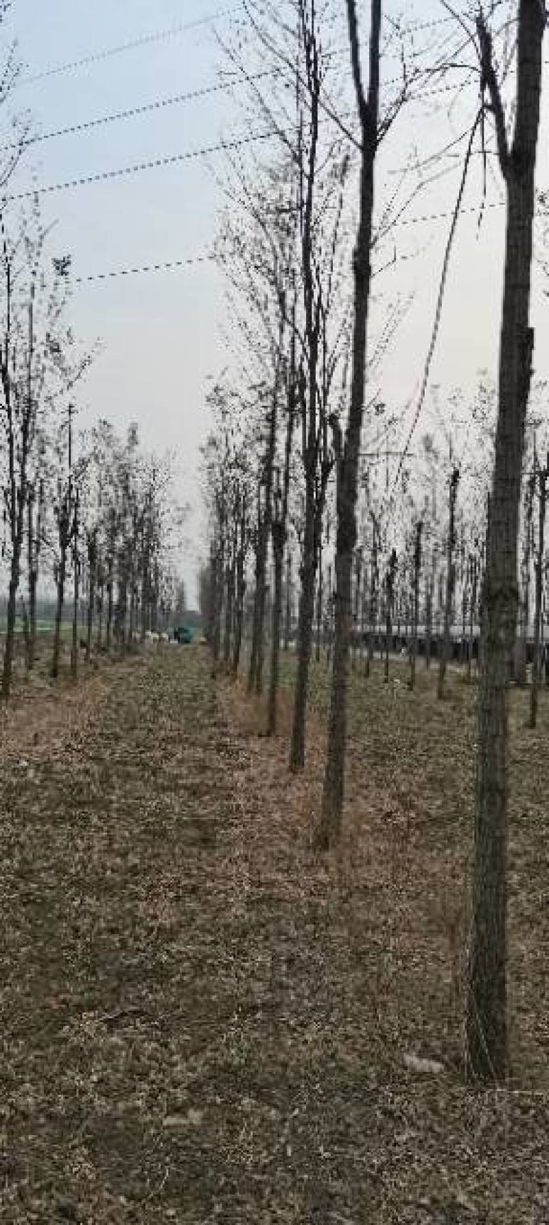 大量出售2～12公分刺槐，根据具体要求具体规格商议价格