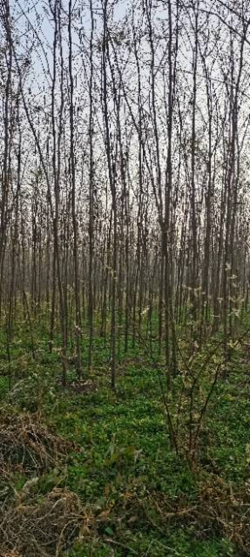 大量出售2～12公分刺槐，根据具体要求具体规格商议价格