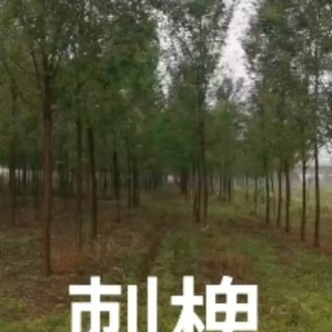 大量出售2～12公分刺槐，根据具体要求具体规格商议价格