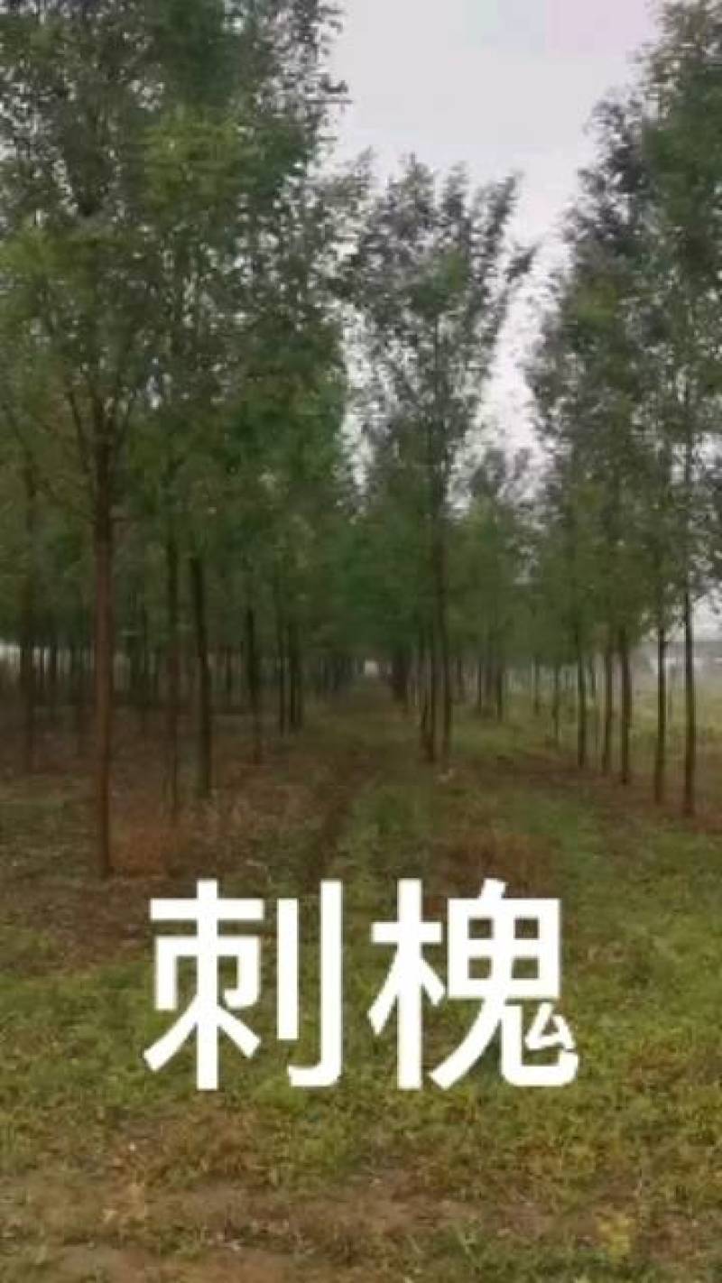 大量出售2～12公分刺槐，根据具体要求具体规格商议价格