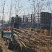 大量出售2～12公分刺槐，根据具体要求具体规格商议价格