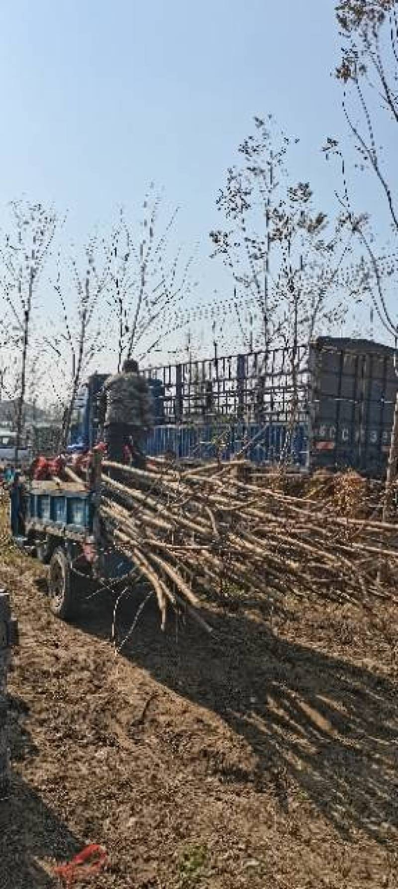 大量出售2～12公分刺槐，根据具体要求具体规格商议价格