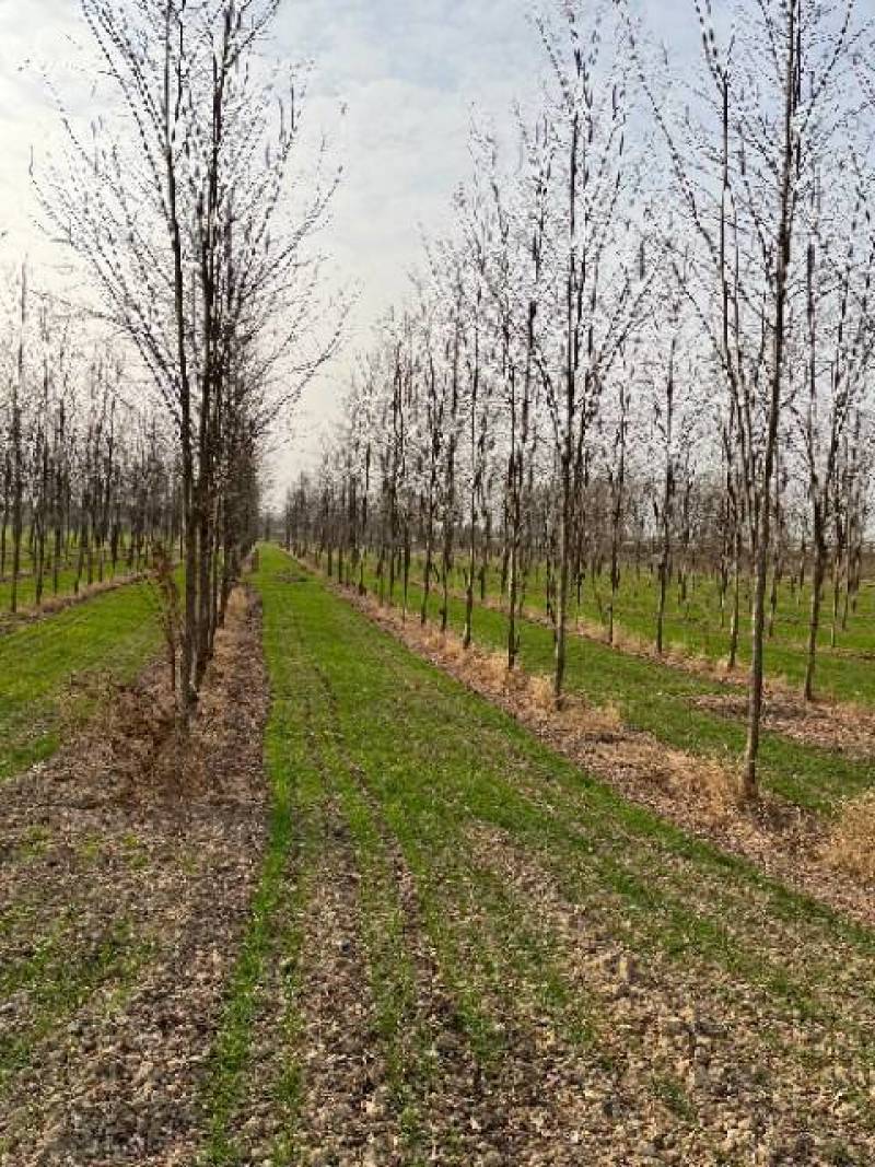 大量出售2～12公分刺槐，根据具体要求具体规格商议价格